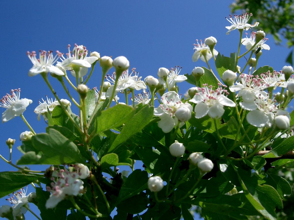 Weißdornblüte