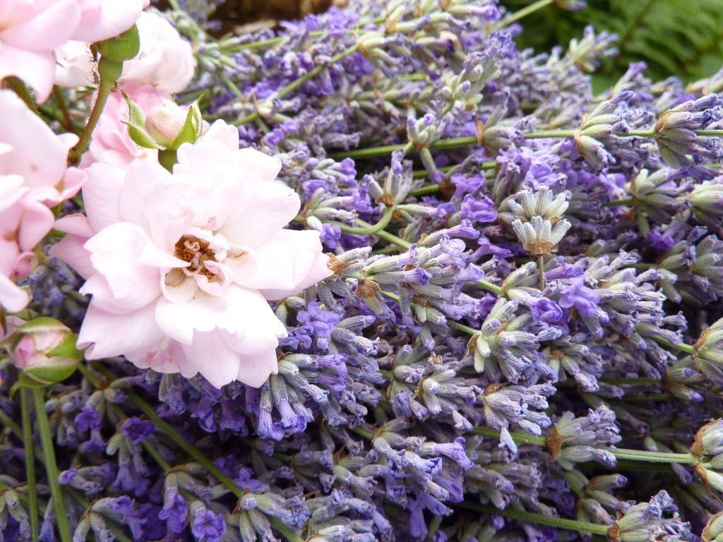 Lavendel und Rosen